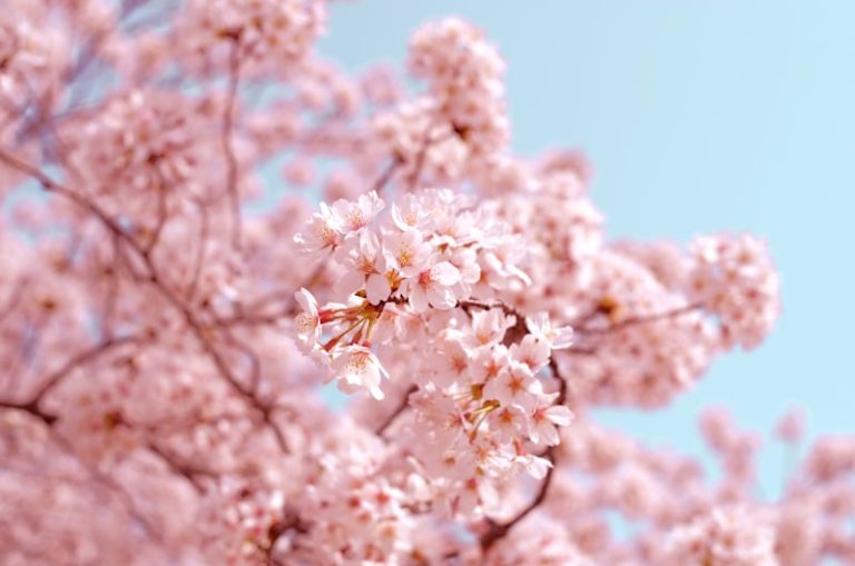 Apricot blossom orchards