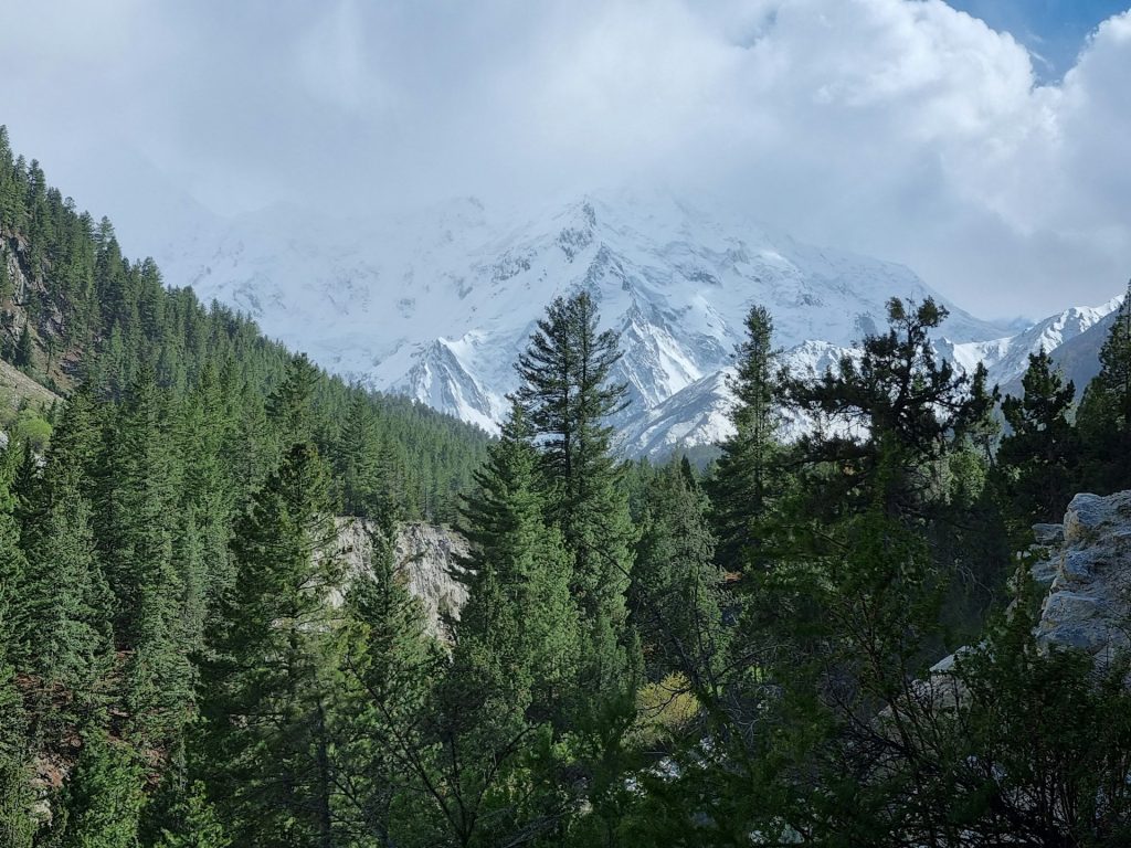 Forest below the Nanga Parbat range